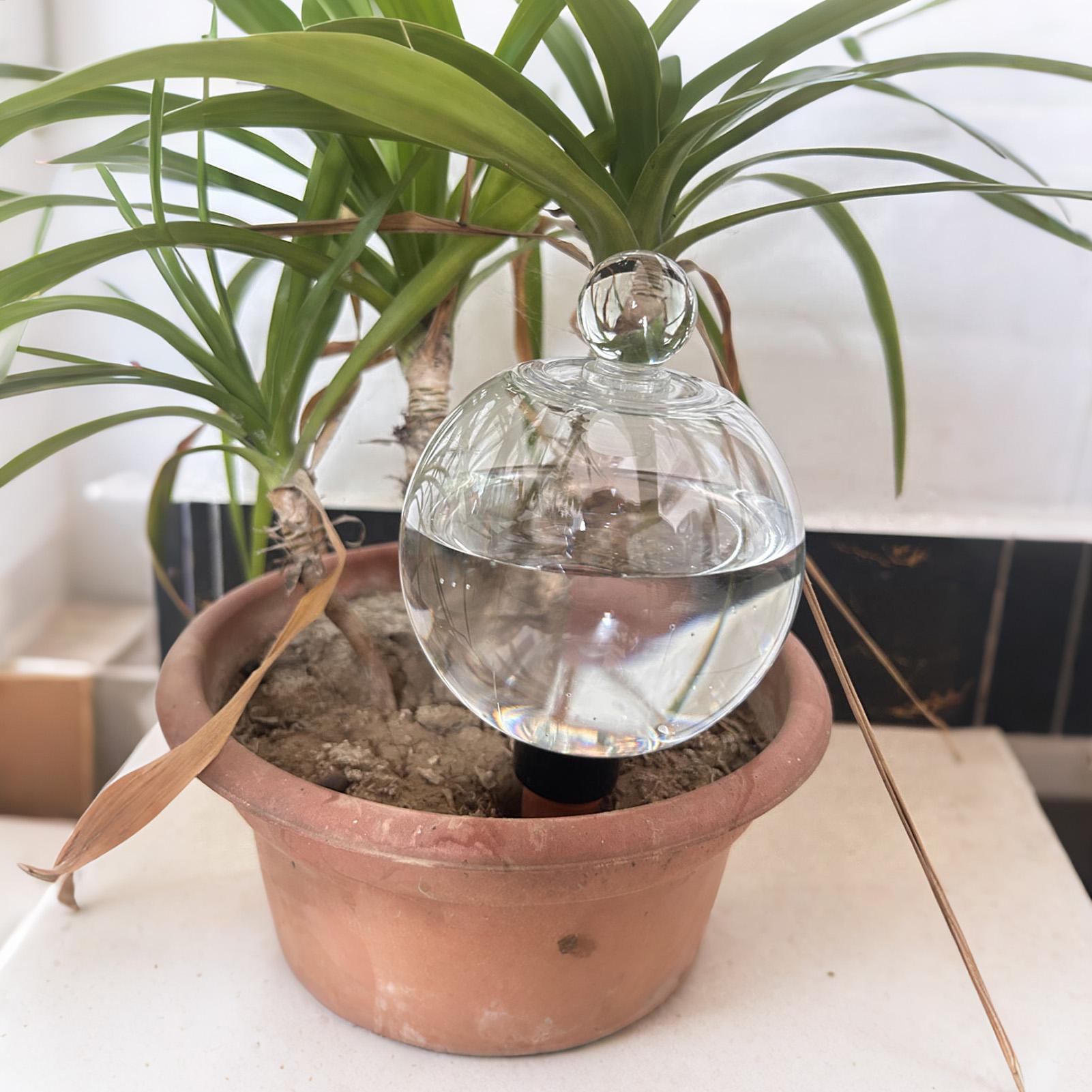 식물 급수용 전구 4개 500ml 투명 자동 급수 글로 - Echeveria Succulent 리뷰 및 가격