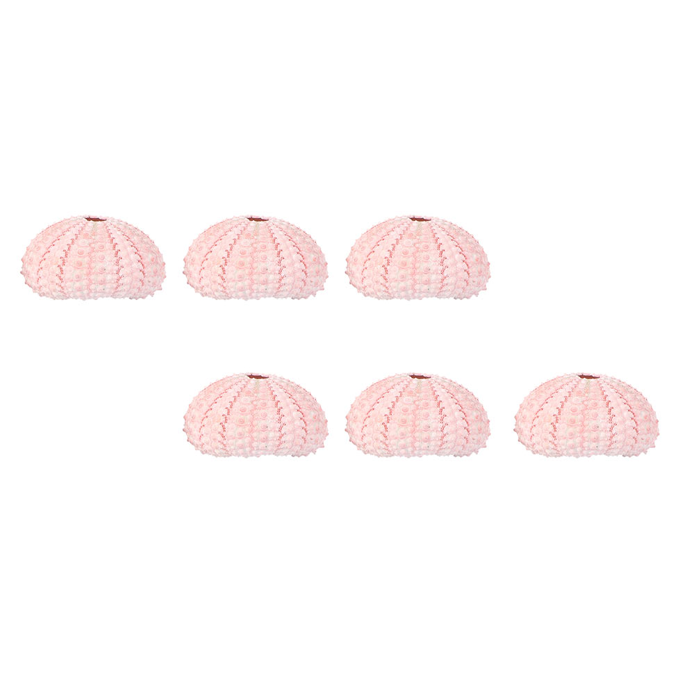 실내 식물 스탠드 장식 성게 쉘, 어항 조개 공기 식물 - Aloe Vera Pot 리뷰 및 가격