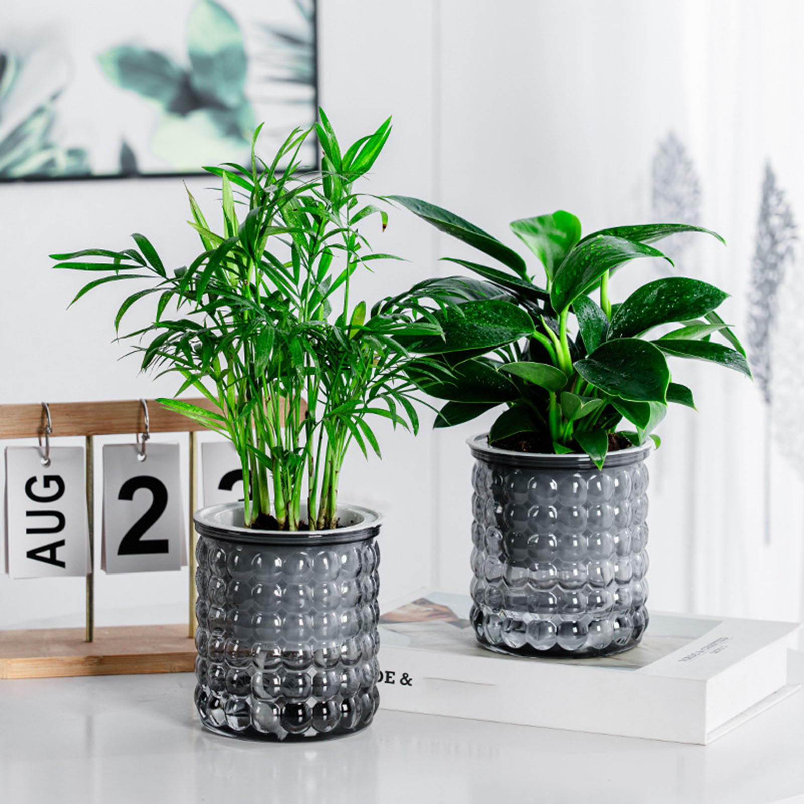 새로운 자체 급수 수경 식물 냄비 플라스틱 즙이 많은  - Echeveria Succulent 리뷰 및 가격