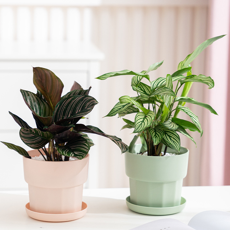 북유럽 미니멀리스트 스타일 녹색 무 다육식물 화분 플라 - Aloe Vera Pot 리뷰 및 가격