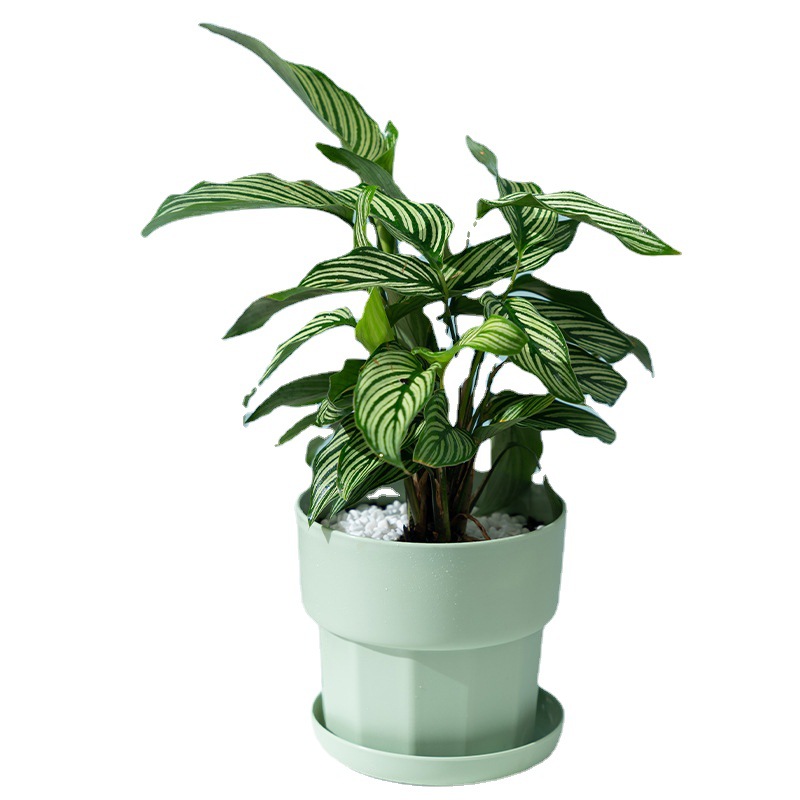 북유럽 미니멀리스트 스타일 녹색 무 다육식물 화분 플라 - Aloe Vera Pot 리뷰 및 가격
